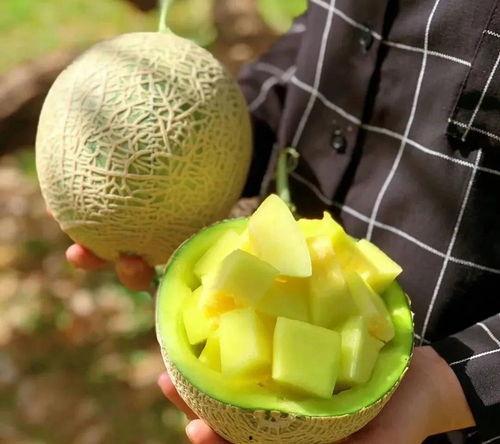 娱乐吃瓜的瓜哪里来的,探寻网络热词背后的故事 第2张 娱乐吃瓜的瓜哪里来的,探寻网络热词背后的故事 第2张